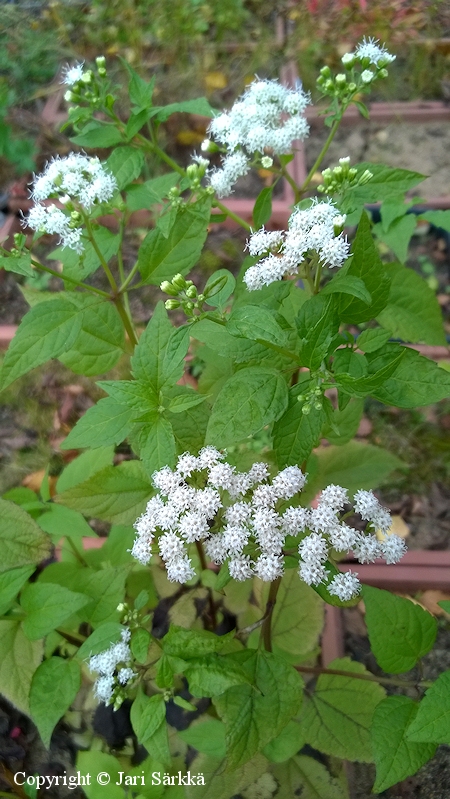 Ageratina altissima, isovalkolatva